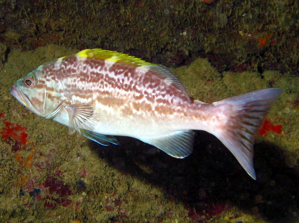 Yellowmouth Grouper